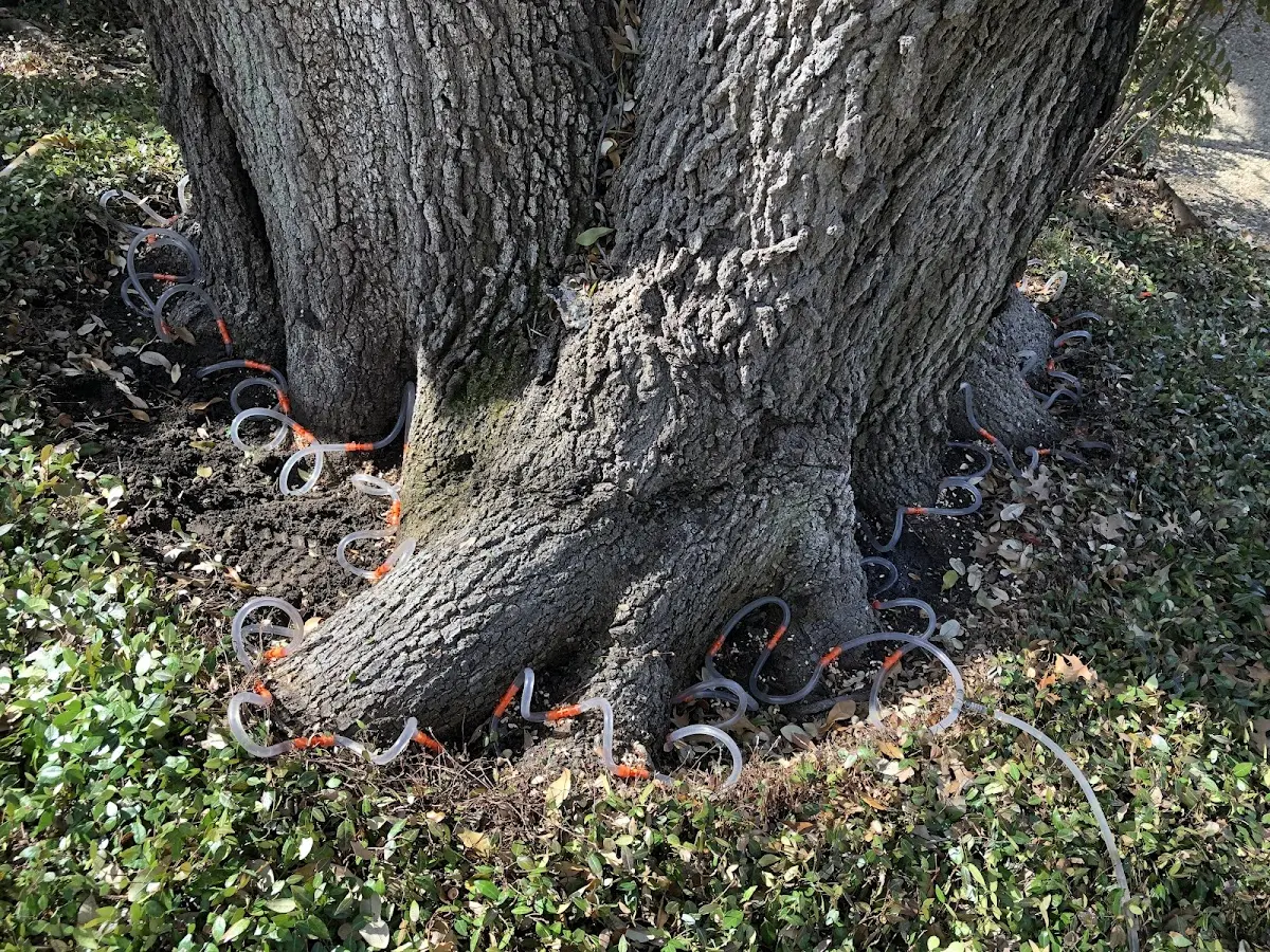 Detailed Tree Cabling and Bracing job site in Lone Rock