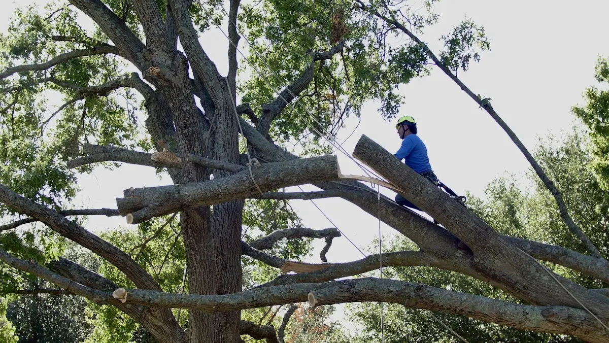 Professional Crown Thinning performed by certified arborists in Lone Rock