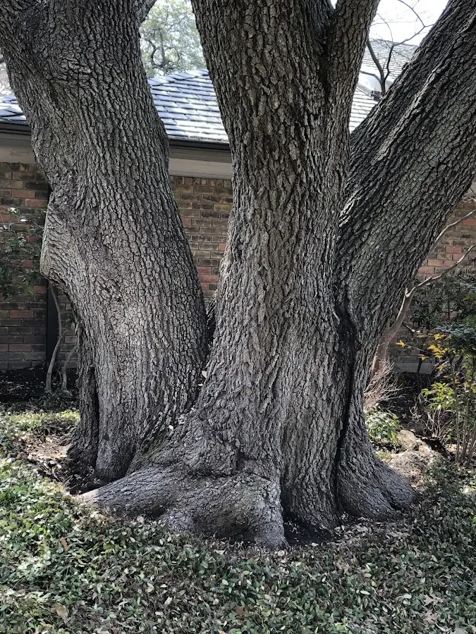 Mature heritage tree close to a Lone Rock property cared for by certified arborists