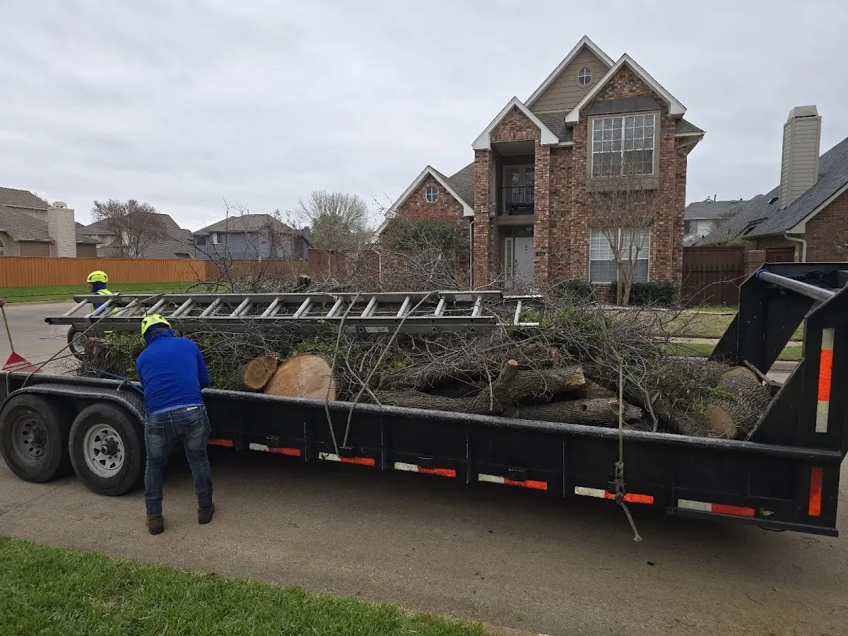 Expert Tree Pest Control with proper safety equipment in Lone Rock